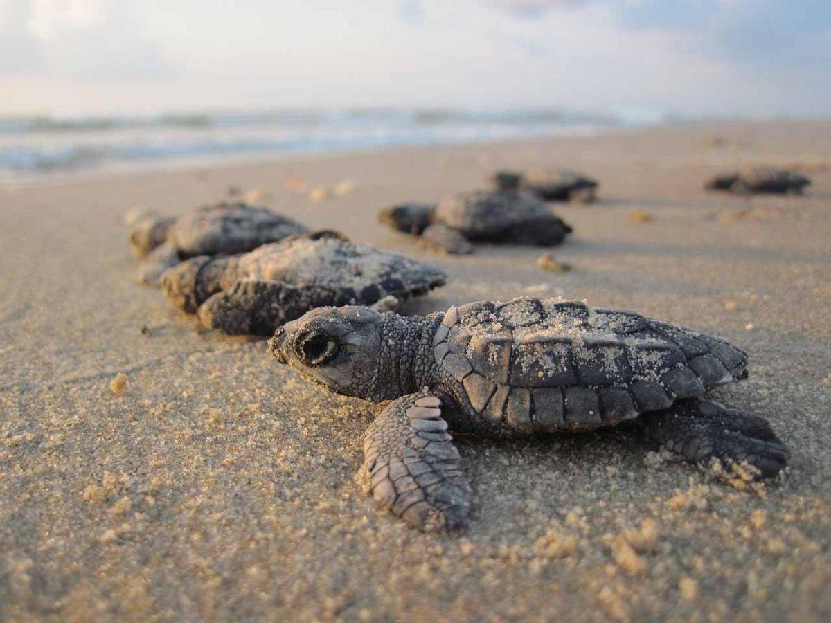 Tortuga Bay Eco Hotel El Valle  外观 照片
