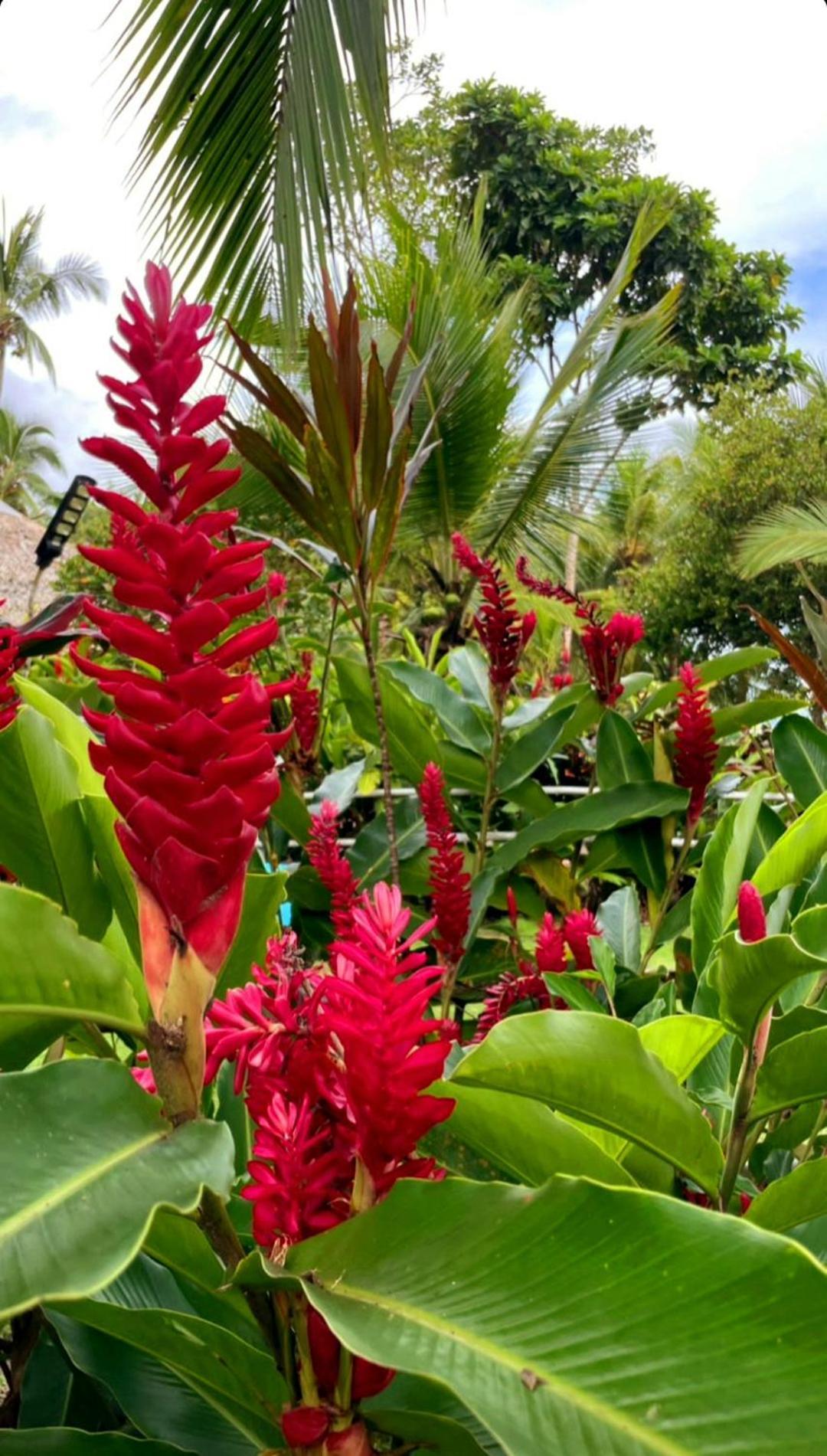 Tortuga Bay Eco Hotel El Valle  外观 照片
